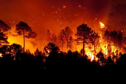 The Most Common Causes of Wildfires in the U.S.